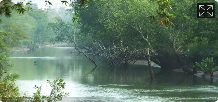 সুন্দরবনে পর্যটকদের জন্য সুখবর