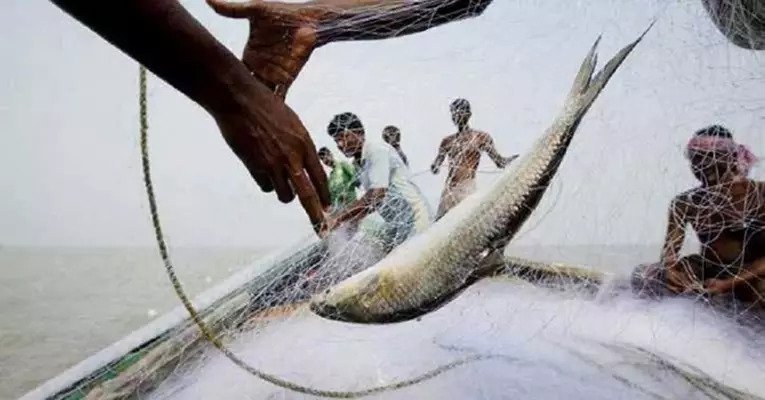 মধ্যরাত থেকে নিষিদ্ধ হচ্ছে ইলিশ শিকার