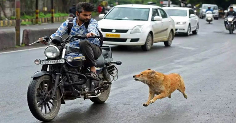 যে কারণে বাইক বা গাড়ির পেছনে কুকুরেরা তাড়া করে