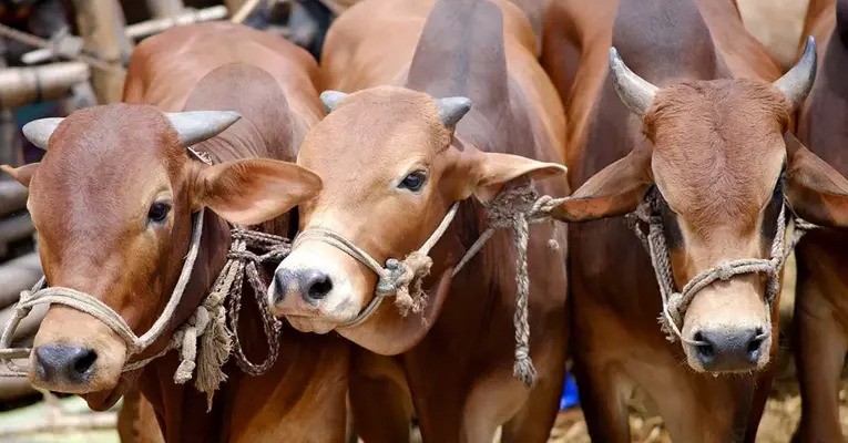 মহাসড়কের পাশে বসানো যাবে না কোরবানির পশুর হাট