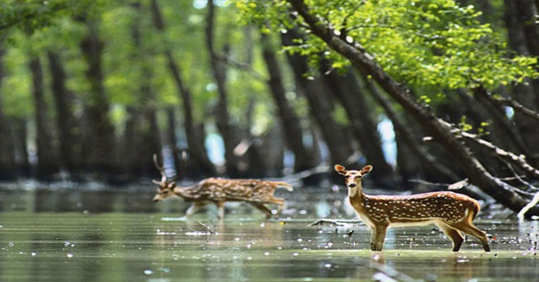 পর্যটক প্রবেশে তিন মাসের নিষেধাজ্ঞা দিল সুন্দরবন