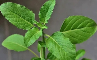 খালি পেটে তুলসী পাতা খাওয়ার উপকারিতা