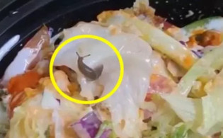 অনলাইনে অর্ডার করা খাবারে মিলল জ্যান্ত শামুক