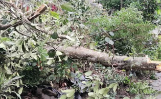 দুই মিনিটের ঝড়ে লণ্ডভণ্ড হয়ে গেল গ্রাম