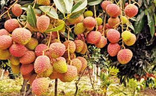 এবার যুক্তরাজ্যে যাচ্ছে সীতাকুণ্ডের লিচু