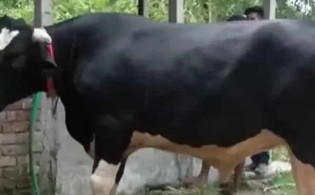 এবারের কোরবানির পশুর হাট কাঁপাতে আসছে ‘জায়েদ খান’