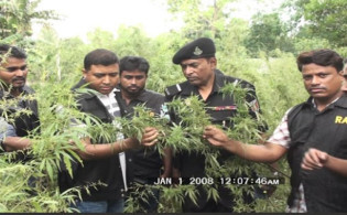 মসজিদের সামনের জমিতে গাঁজা চাষ!