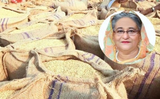 প্রধানমন্ত্রী পৈতৃক জমির ধান বিক্রি করে পেলেন ৯৬ হাজার টাকা