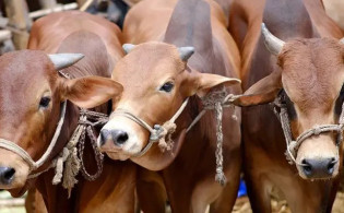 মহাসড়কের পাশে বসানো যাবে না কোরবানির পশুর হাট