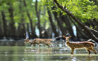 পর্যটক প্রবেশে তিন মাসের নিষেধাজ্ঞা দিল সুন্দরবন