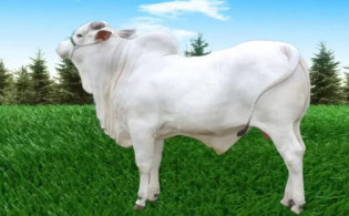 এক গরুই বিক্রি হলো বায়ান্ন কোটি টাকায়!