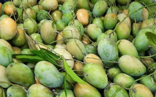 যে ৩ কারণে এবার দেশি আমের দাম বেশি