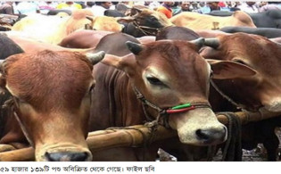 সাড়ে ২৩ লাখ পশু অবিক্রীত, বড় খামারিরা বেশি লোকসানে