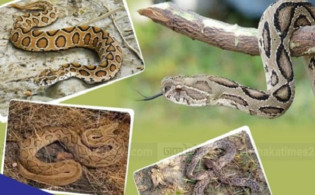 ২৭ জেলায় ছড়িয়েছে বিষধর সাপ রাসেলস ভাইপার