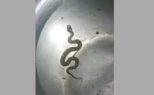 পুরস্কারের আশায় জীবিত রাসেলস ভাইপার নিয়ে প্রেসক্লাবে কৃষক