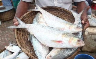 ভারতে পাচারের সময় ইলিশ জব্দ
