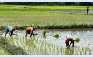 বন্যায় দেশে ৩৩৪৬ কোটি টাকা ফসলের ক্ষতি