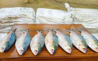 ভারতে পাচারের সময় ৪৪০ কেজি ইলিশ জব্দ