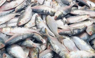 ভারতে যাচ্ছে ৩ হাজার টন ইলিশ