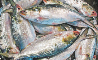 ইলিশ ধরা বন্ধ থাকবে ২২ দিন