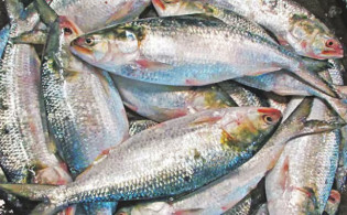 দুই চালানে ভারত গেল ৯৯ টন ইলিশ