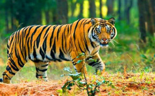 সুন্দরবনে ১১টি বাঘ বেড়েছে