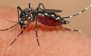 ঢাকায় জিকা ভাইরাস শনাক্ত