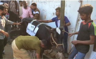 ধানমন্ডি-৩২-এ গরু আনা হলো, ‘কিলার হাসিনা’ স্লোগানে উত্তেজনা