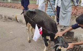 গরু গোসল করিয়ে প্রতিবাদ জানালেন শাহবাগীবিরোধীরা