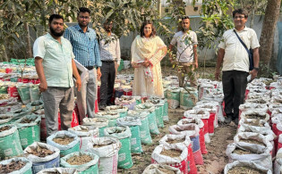 বস্তায় আদা চাষ করে স্বল্প পুঁজিতে লাখ টাকা আয়