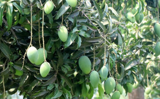 রাজশাহীর আমের ‘ম্যাঙ্গো ক্যালেন্ডার’ প্রকাশ