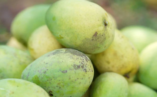 ফরমালিনমুক্ত আম চেনার উপায়