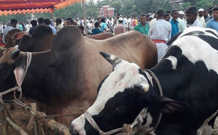 রাজধানীর যেসব স্থানে বসবে কোরবানির পশুর হাট