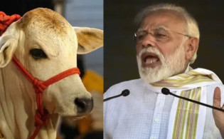 ভারতকে ‘না’, বাংলাদেশেই মিলবে ১ কোটি ২৫ লাখ গরু