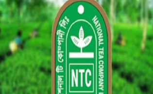 ন্যাশনাল টির প্লেসমেন্ট শেয়ার সাবস্ক্রিপশনের মেয়াদ ফের বৃদ্ধি