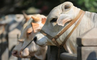 ঈদের দিন কুরবানি বন্ধের আদেশে তোলপাড়