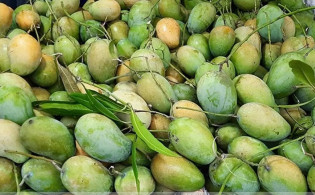 ৫ দেশের রাষ্ট্রপ্রধানকে আম পাঠাচ্ছে প্রধান উপদেষ্টা