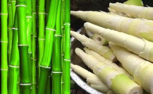 বাঁশ খাওয়ার অবাক করা তথ্য