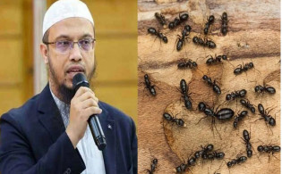 ঘরে পিঁপড়ে ঢুকলে যে বার্তা দিচ্ছেন আল্লাহ জানালেন আহমাদুল্লাহ