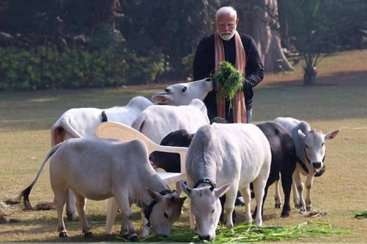 গরুর মাংস রপ্তানি নিয়ে ভারতের বিস্ময়কর উত্থান