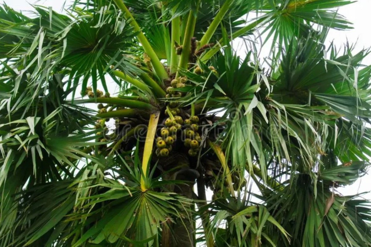 এই ১৩টি গাছ বাড়িতে রাখলেই সর্বনাশ!
