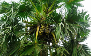 এই ১৩টি গাছ বাড়িতে রাখলেই সর্বনাশ!