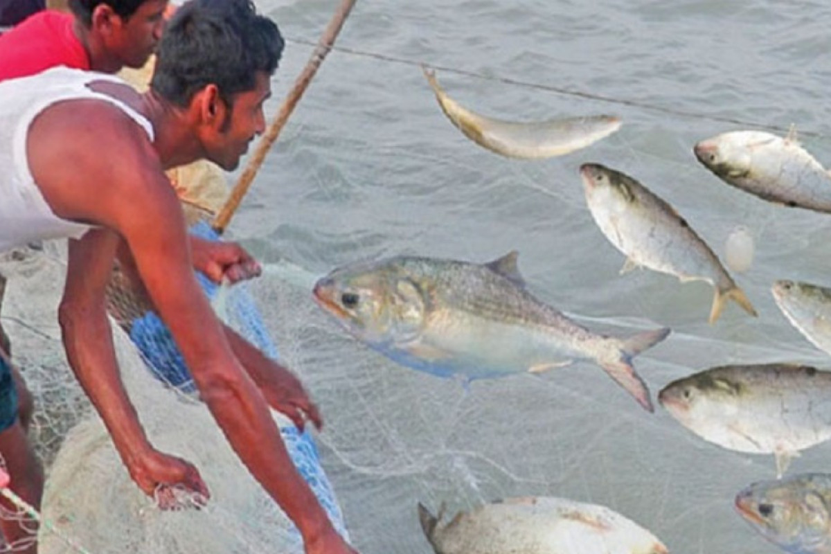 ইলিশ ধরার বিষয়ে যা জানাল অধিদপ্তর