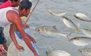 ইলিশ ধরার বিষয়ে যা জানাল অধিদপ্তর