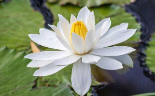 ‘শাপলা’ প্রতীক না দেওয়ার পেছনের কারণ জানালেন ইসি