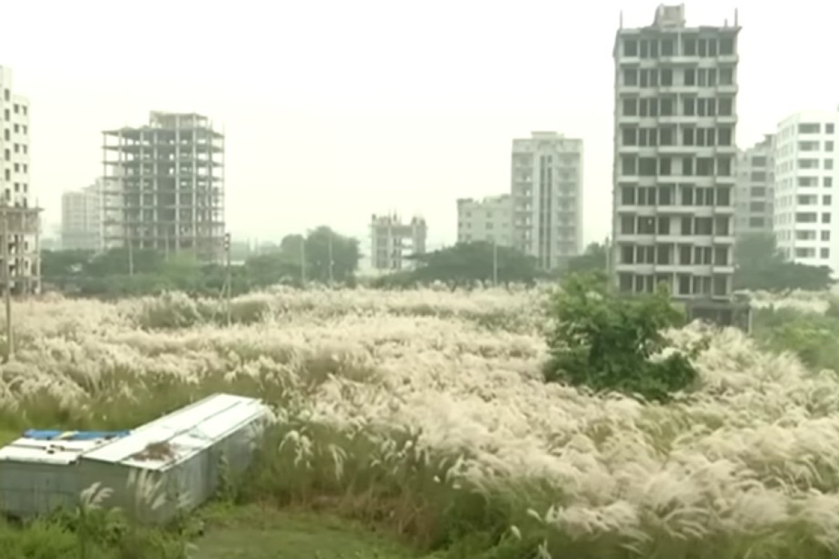 ঢাকার আবাসিক এলাকায় বিষধর সাপের দাপট