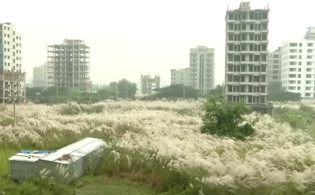 ঢাকার আবাসিক এলাকায় বিষধর সাপের দাপট