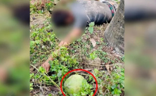 ডাব চুরি করতে গিয়ে বিপত্তি