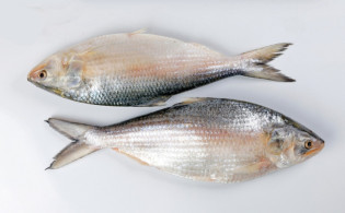 পুষ্টি বজায় রাখতে ফ্রিজে ইলিশ মাছ রাখার ৫টি অপরিহার্য নিয়ম