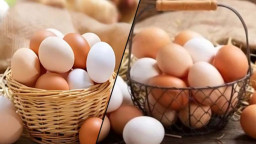 ডিম রান্নার আগে ধুয়ে না নিলেই বিপদ